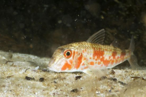 Барабулка Барабулка